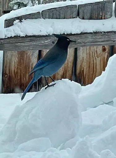 Bird in the Snow