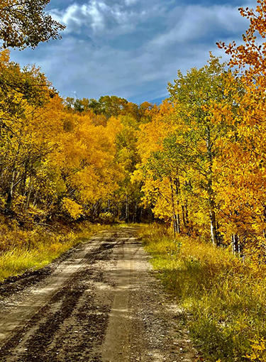 Dirt Road during the Fall