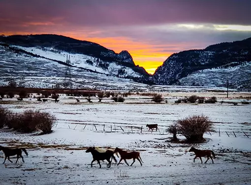 Gore Canyon Horses