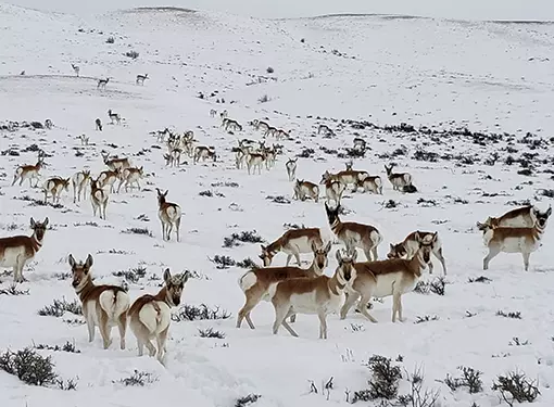 Winter Antelope